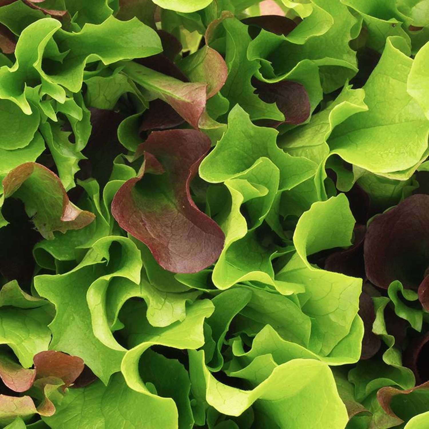 Laitue 'Salat Mix Mesclun' (graines BIO)